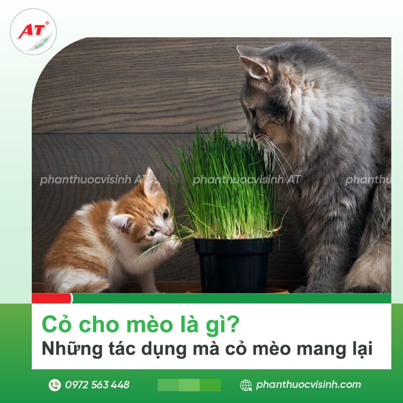 Cỏ cho mèo là gì? Những tác dụng mà cỏ mèo mang lại