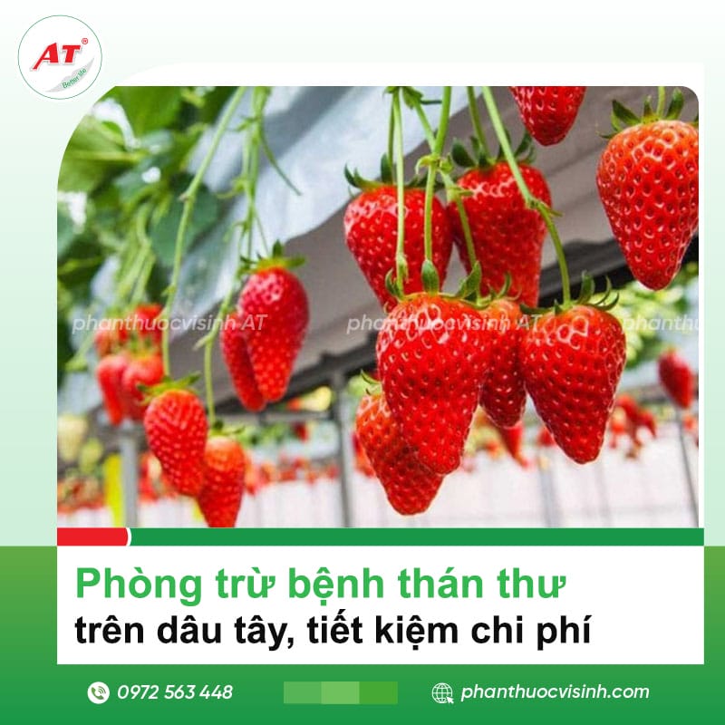 Phòng trừ bệnh thán thư trên dâu tây, tiết kiệm chi phí