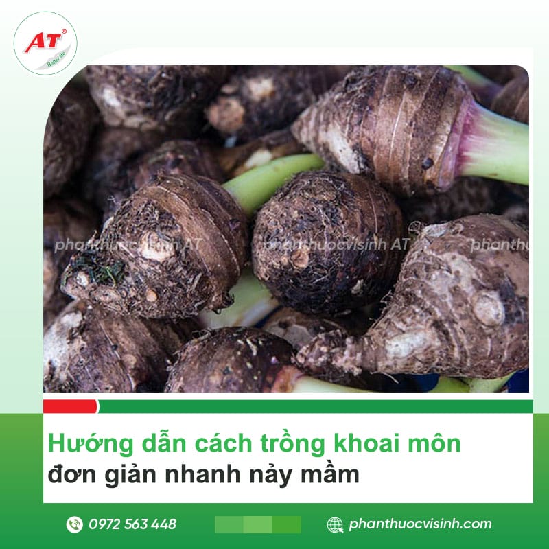 Hướng dẫn cách trồng khoai môn, đơn giản nhanh nảy mầm