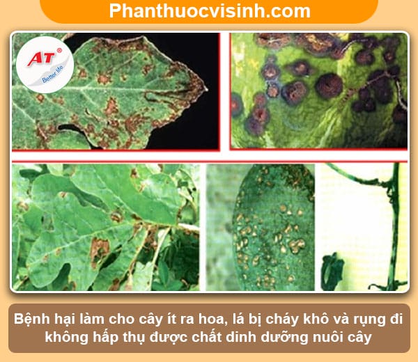Phòng trừ bệnh thán thư trên dưa hấu, tiết kiệm chi phí