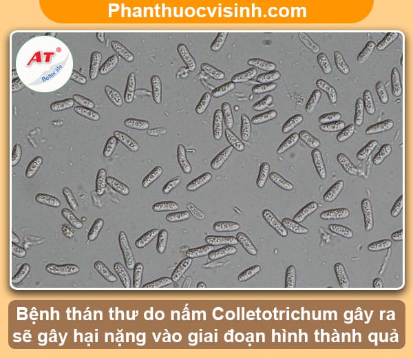 Cách nhận biết và phòng trừ bệnh thán thư trên dưa lưới