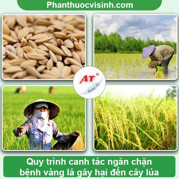 Nguyên nhân và cách phòng trị bệnh vàng lá lúa