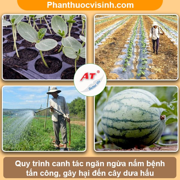 Phòng trừ bệnh thán thư trên dưa hấu, tiết kiệm chi phí