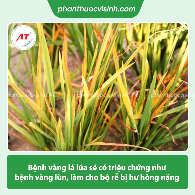 Nguyên nhân và cách phòng trị bệnh vàng lá lúa