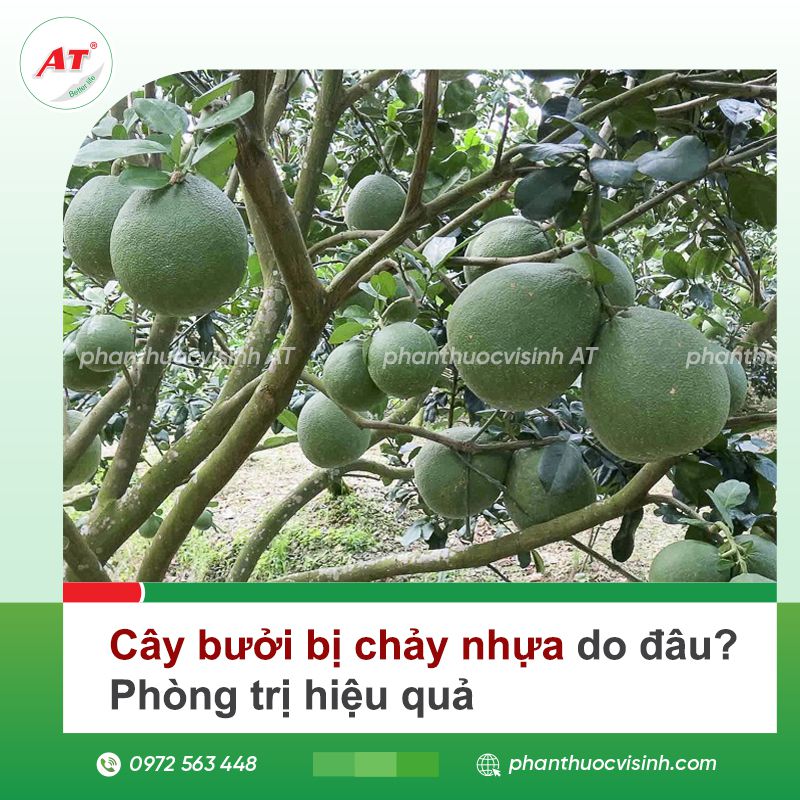 Cây bưởi bị chảy nhựa do đâu? Phòng trị hiệu quả