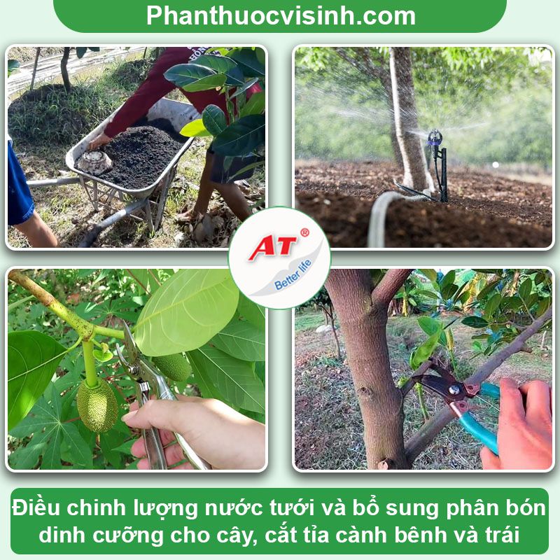 Mít thái trồng bao lâu có trái và cách chăm sóc cây lớn nhanh 2 Mít thái trồng bao lâu có trái và cách chăm sóc cây lớn nhanh