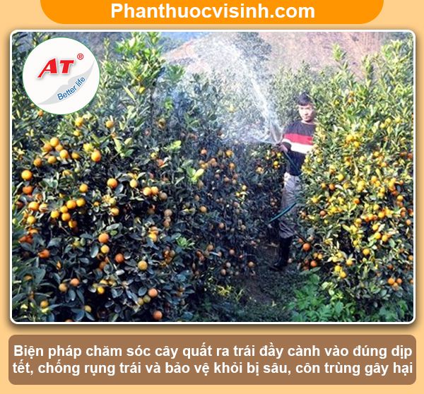 Ý nghĩa cây quất ngày tết trong phong thủy và trong đời sống