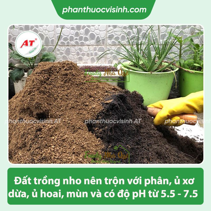 Cách trồng nho tại nhà trái trĩu cành, sai quả mau thu hoạch