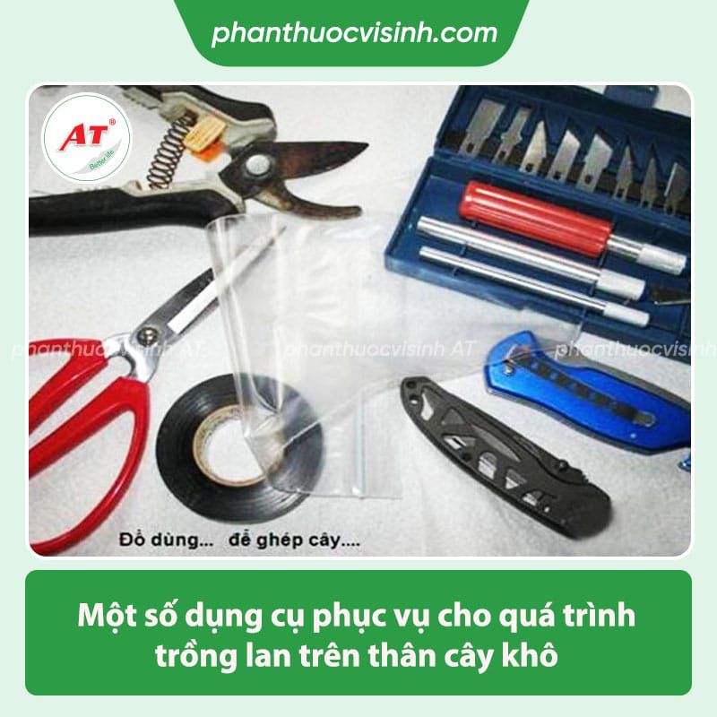 Hướng dẫn trồng lan trên thân cây khô đơn giản hoa nở rực rỡ