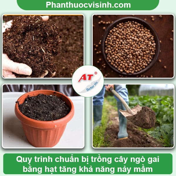 Cách trồng ngò gai đơn giản tại nhà, 100% nảy mầm xanh tốt