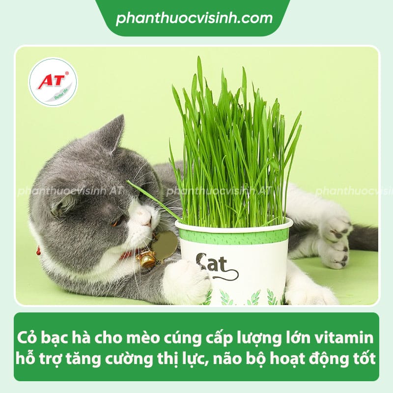 Cỏ cho mèo là gì? Những tác dụng mà cỏ mèo mang lại