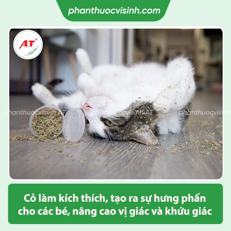 Cỏ cho mèo là gì? Những tác dụng mà cỏ mèo mang lại