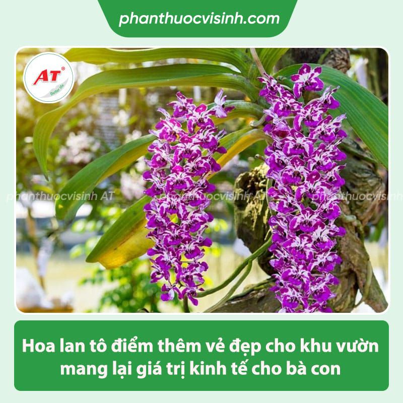 Hướng dẫn trồng lan trên thân cây khô đơn giản hoa nở rực rỡ