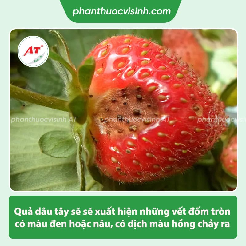 Phòng trừ bệnh thán thư trên dâu tây, tiết kiệm chi phí