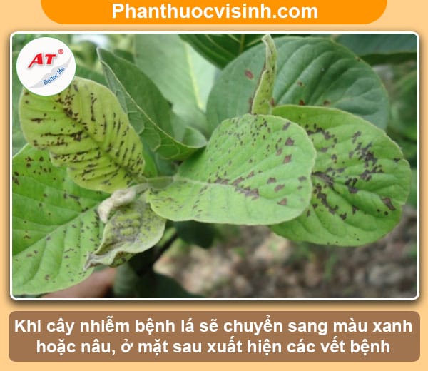 Nguyên nhân và cách phòng trị bệnh rỉ sắt trên cây ổi