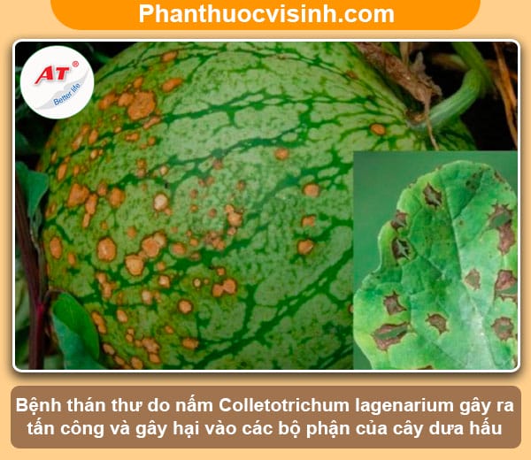Phòng trừ bệnh thán thư trên dưa hấu, tiết kiệm chi phí