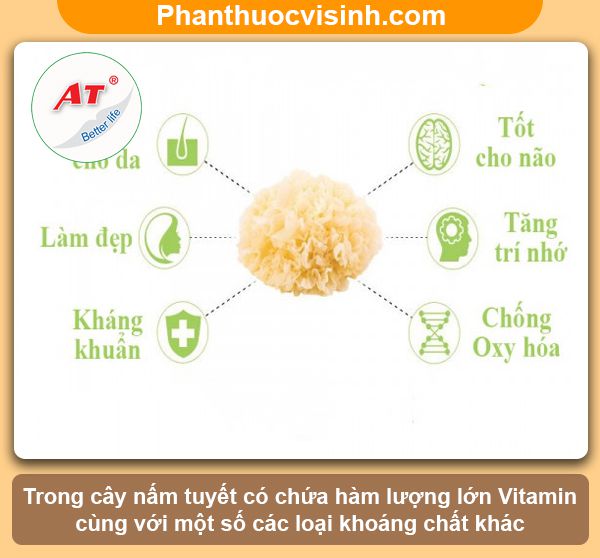 Nấm tuyết có tác dụng gì? Công dụng & Lợi ích với sức khỏe