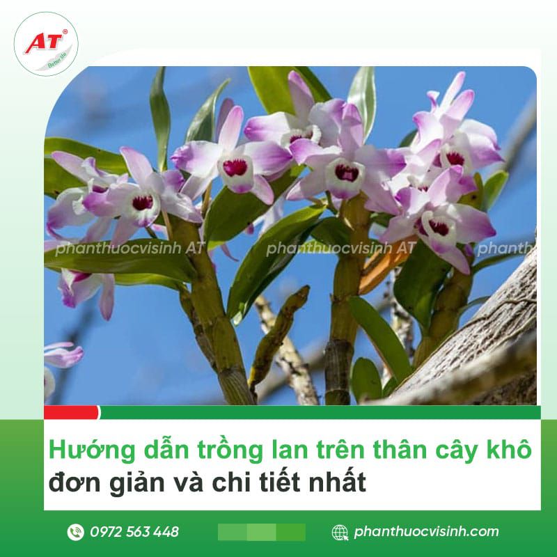 Hướng dẫn trồng lan trên thân cây khô đơn giản hoa nở rực rỡ