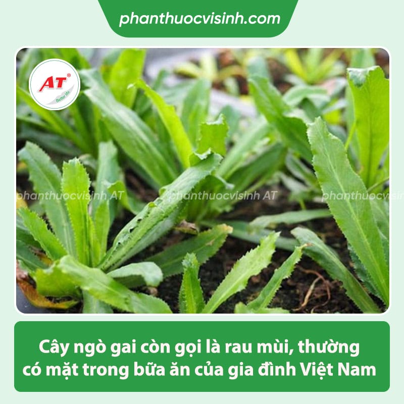 Cách trồng ngò gai đơn giản tại nhà, 100% nảy mầm xanh tốt