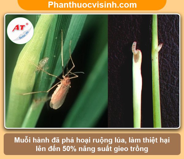 Muỗi hành hại lúa và phòng trừ hiệu quả cho đồng ruộng