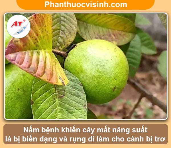 Nguyên nhân và cách phòng trị bệnh rỉ sắt trên cây ổi