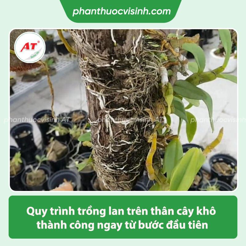 Hướng dẫn trồng lan trên thân cây khô đơn giản hoa nở rực rỡ