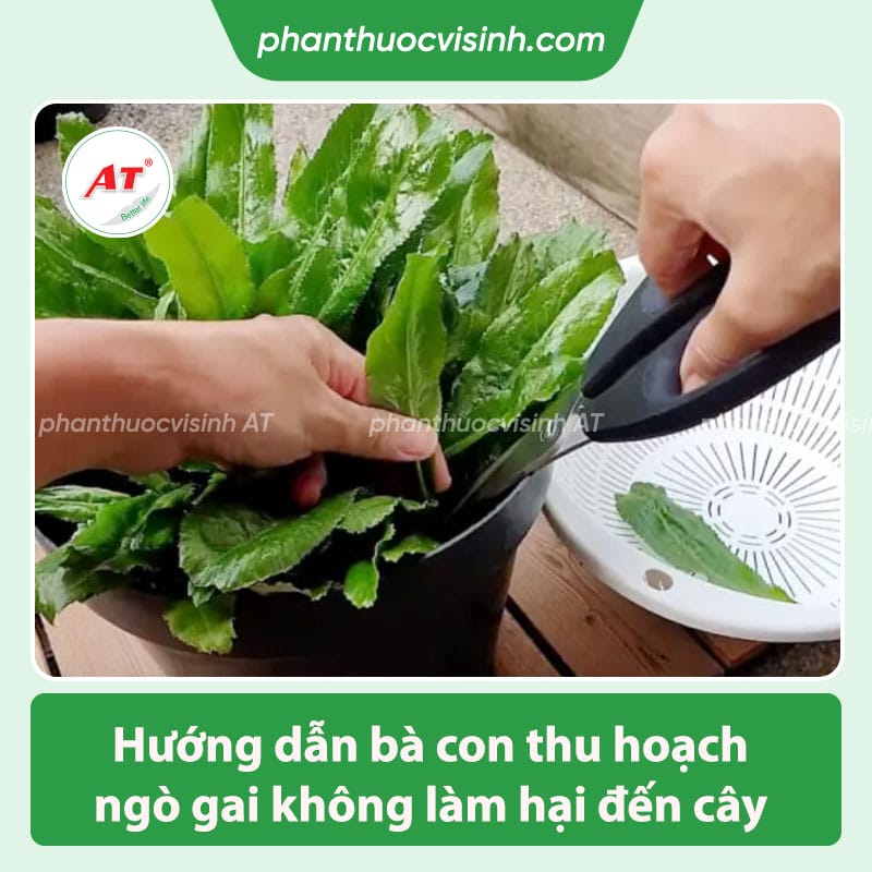Cách trồng ngò gai đơn giản tại nhà, 100% nảy mầm xanh tốt