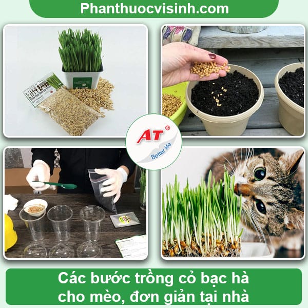 Cỏ cho mèo là gì? Những tác dụng mà cỏ mèo mang lại