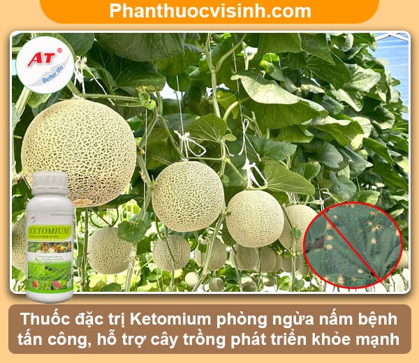 Cách nhận biết và phòng trừ bệnh thán thư trên dưa lưới