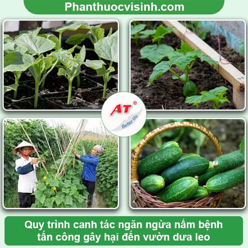Bệnh thán thư trên dưa leo nguyên nhân & Cách phòng trừ