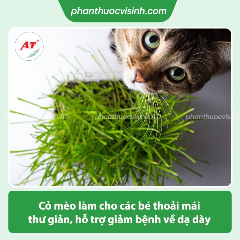 Cỏ cho mèo là gì? Những tác dụng mà cỏ mèo mang lại