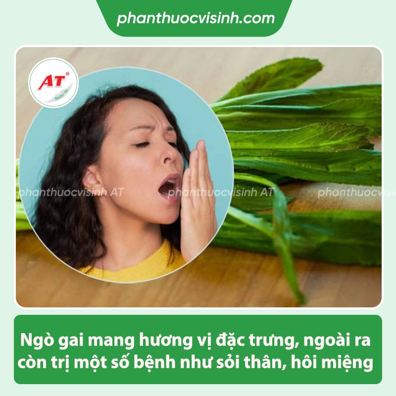 Cách trồng ngò gai đơn giản tại nhà, 100% nảy mầm xanh tốt