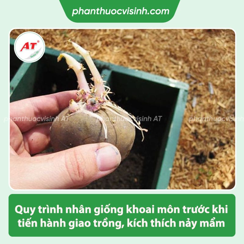 Hướng dẫn cách trồng khoai môn, đơn giản nhanh nảy mầm 2 Hướng dẫn cách trồng khoai môn, đơn giản nhanh nảy mầm