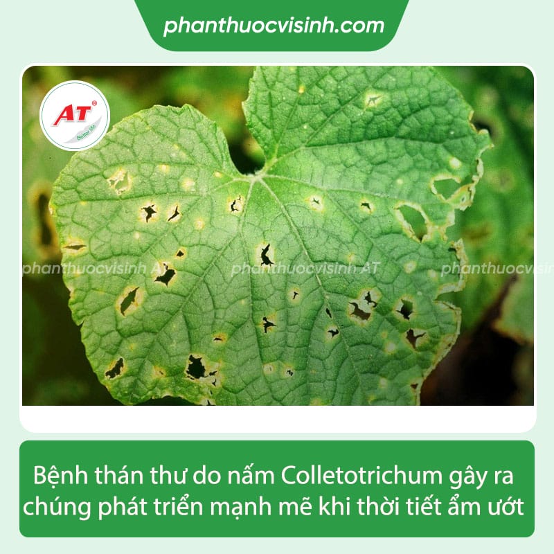 Nguyên nhân và cách khắc phục bệnh thán thư trên dưa leo