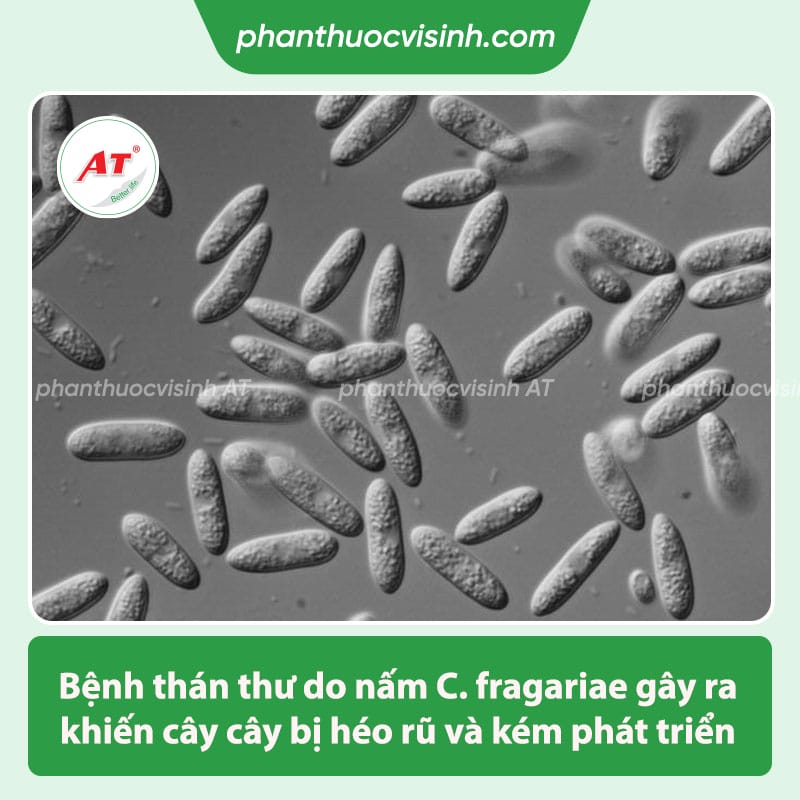 Phòng trừ bệnh thán thư trên dâu tây, tiết kiệm chi phí