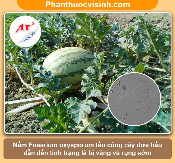 Cây dưa hấu bị vàng lá nguyên nhân do đâu & Cách khắc phục