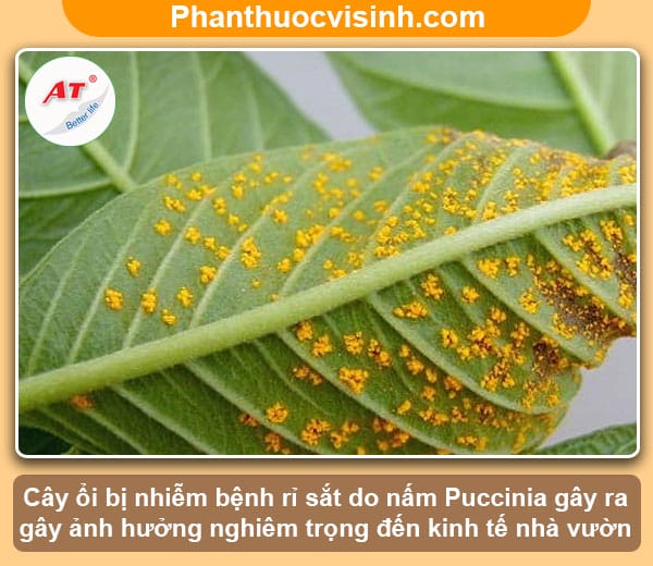 Nguyên nhân và cách phòng trị bệnh rỉ sắt trên cây ổi