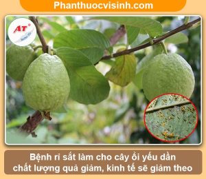 Nguyên nhân và cách phòng trị bệnh rỉ sắt trên cây ổi