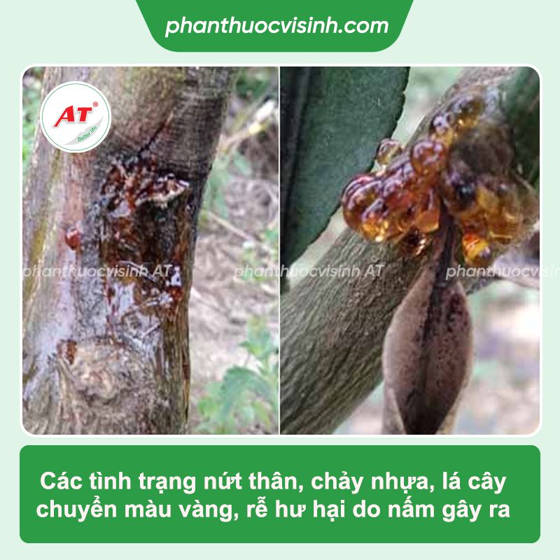 Cây bưởi bị chảy nhựa do đâu? Phòng trị hiệu quả