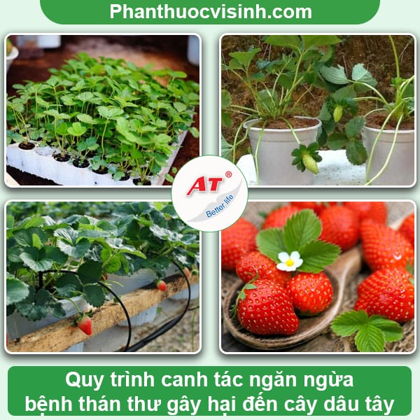 Phòng trừ bệnh thán thư trên dâu tây, tiết kiệm chi phí
