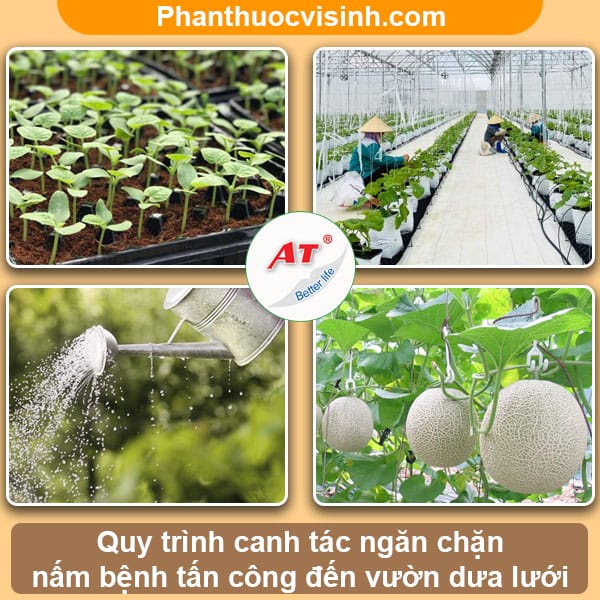 Cách nhận biết và phòng trừ bệnh thán thư trên dưa lưới