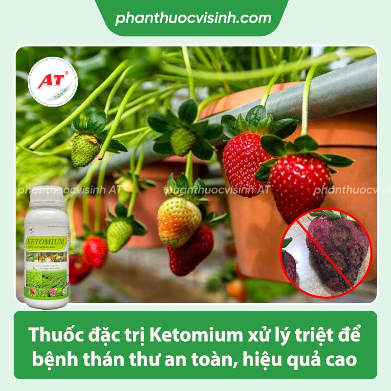 Phòng trừ bệnh thán thư trên dâu tây, tiết kiệm chi phí