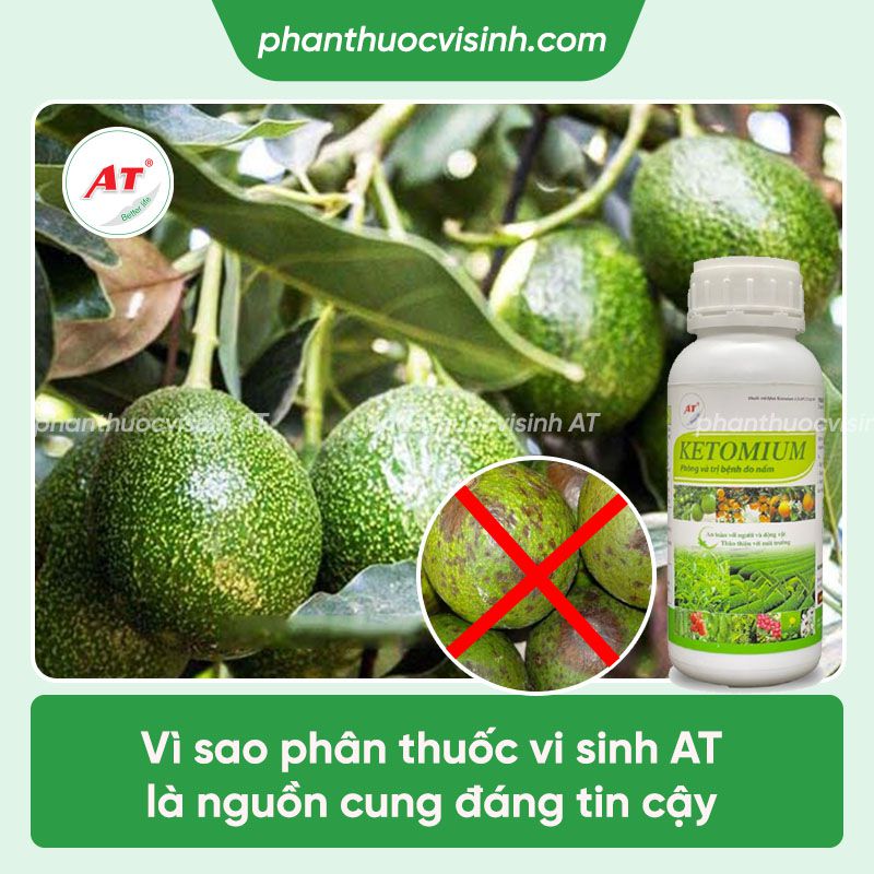 Bệnh thán thư trên cây bơ nguyên nhân do đâu & Cách phòng trị 4 Bệnh thán thư trên cây bơ nguyên nhân do đâu & Cách phòng trị
