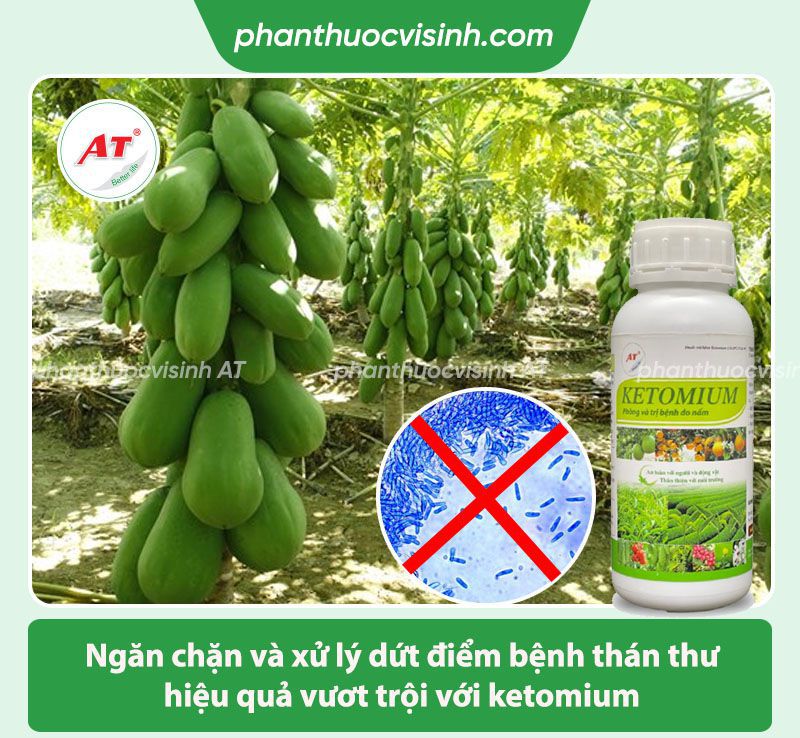Bệnh thán thư hại đu đủ nguyên nhân do đâu & Cách phòng trị
