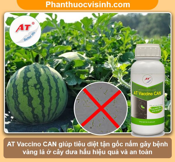 Cây dưa hấu bị vàng lá nguyên nhân do đâu & Cách khắc phục