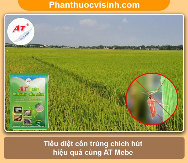 Muỗi hành hại lúa và phòng trừ hiệu quả cho đồng ruộng