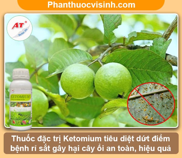 Nguyên nhân và cách phòng trị bệnh rỉ sắt trên cây ổi