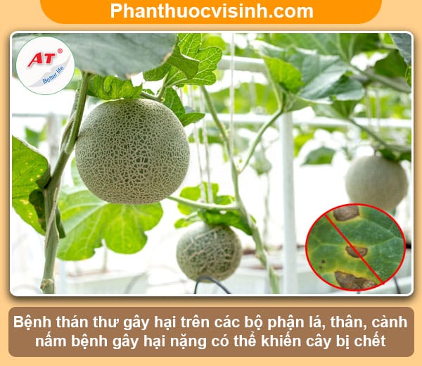 Cách nhận biết và phòng trừ bệnh thán thư trên dưa lưới