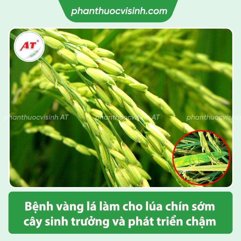 Nguyên nhân và cách phòng trị bệnh vàng lá lúa