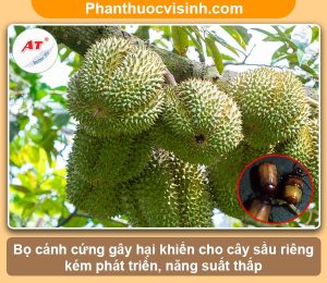 Biện pháp phòng trừ bọ cánh cứng hại sầu riêng
